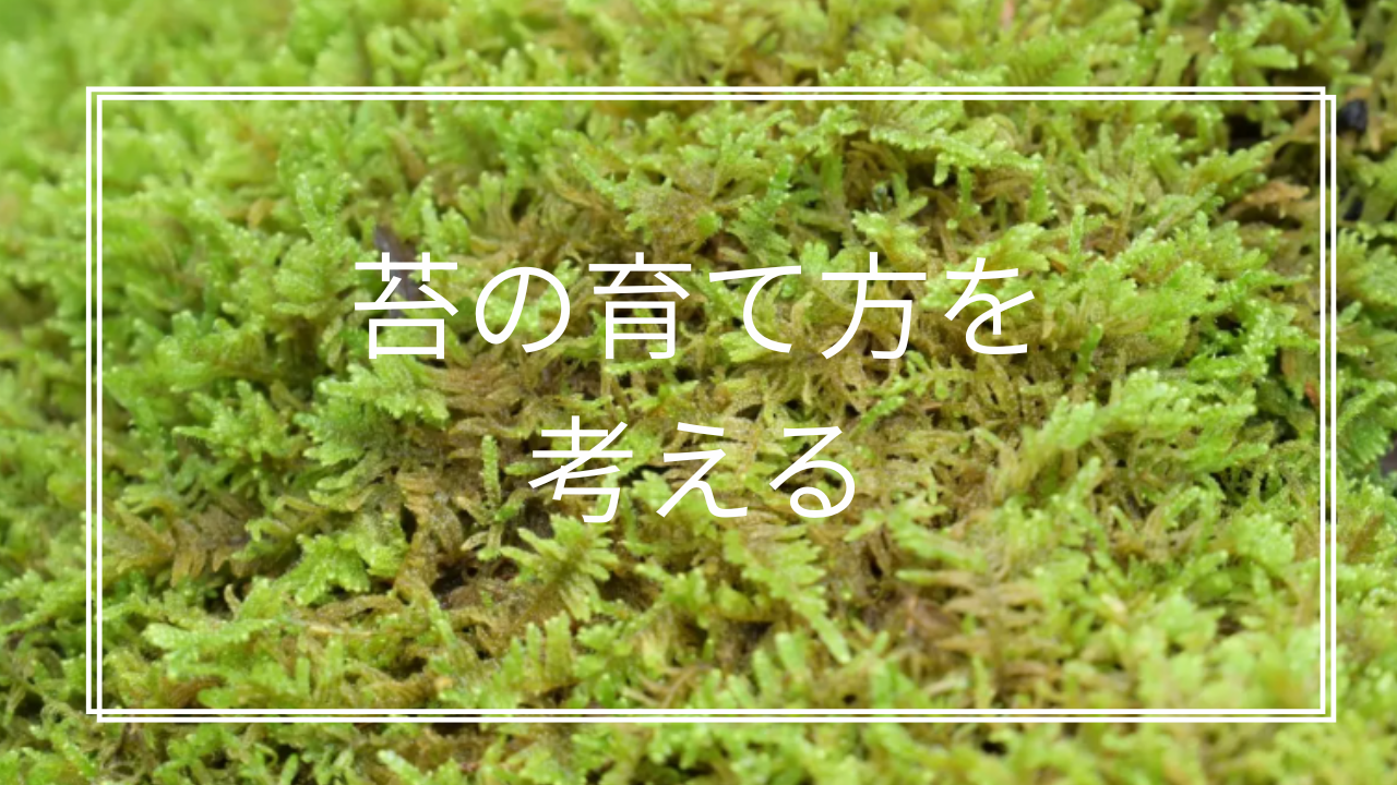 garden moss