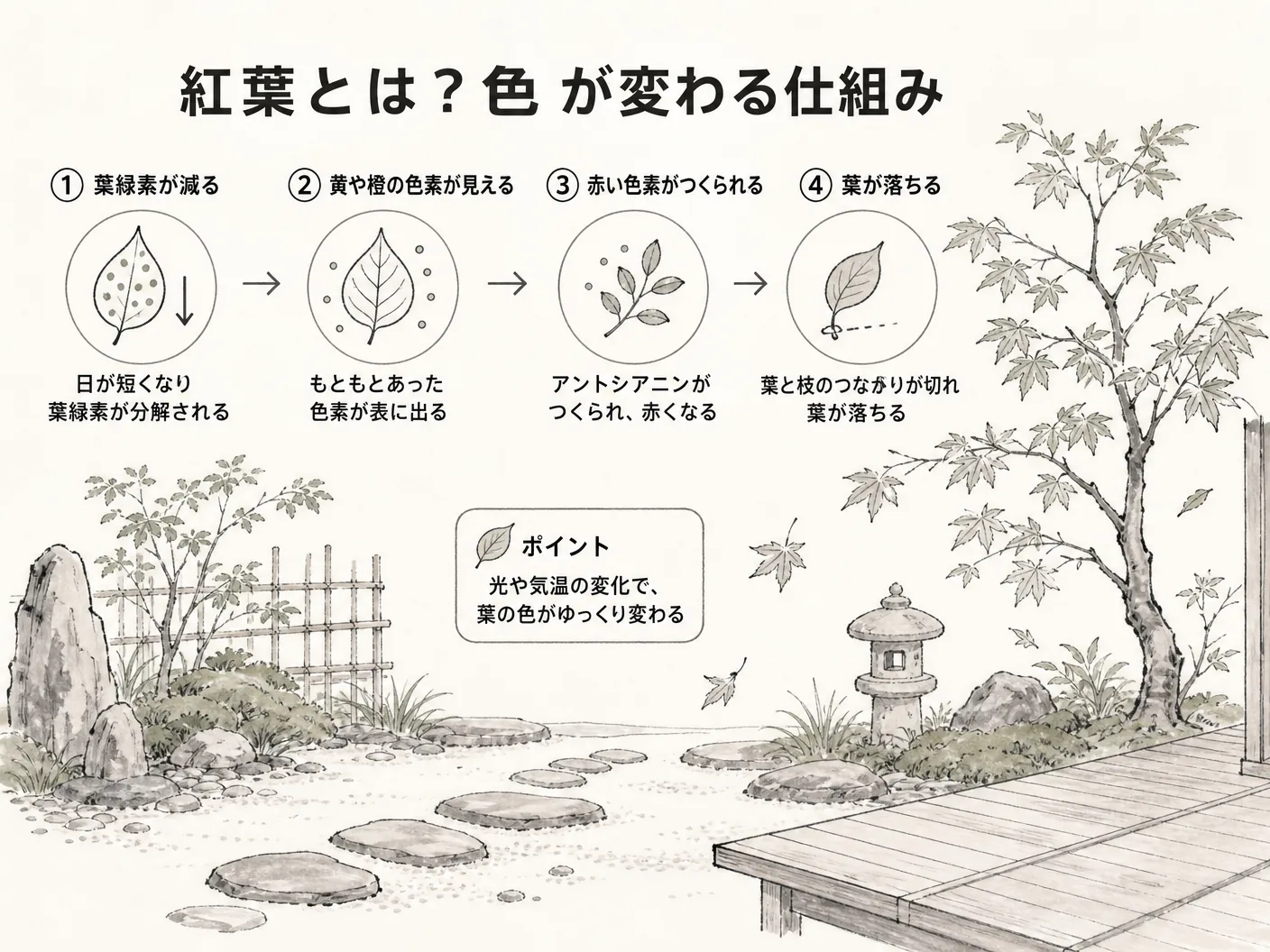 紅葉とは?色が変わる仕組みを表す図解イラスト