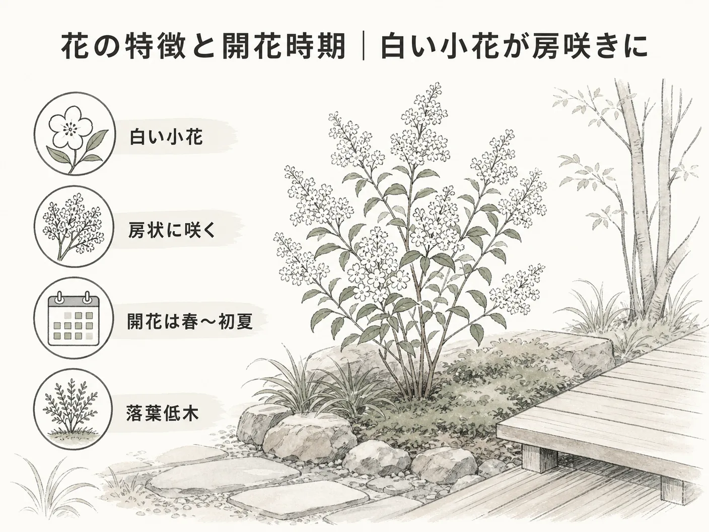 アズキナシ 庭木の花の特徴と開花時期|白い小花が房咲きにを表す図解イラスト