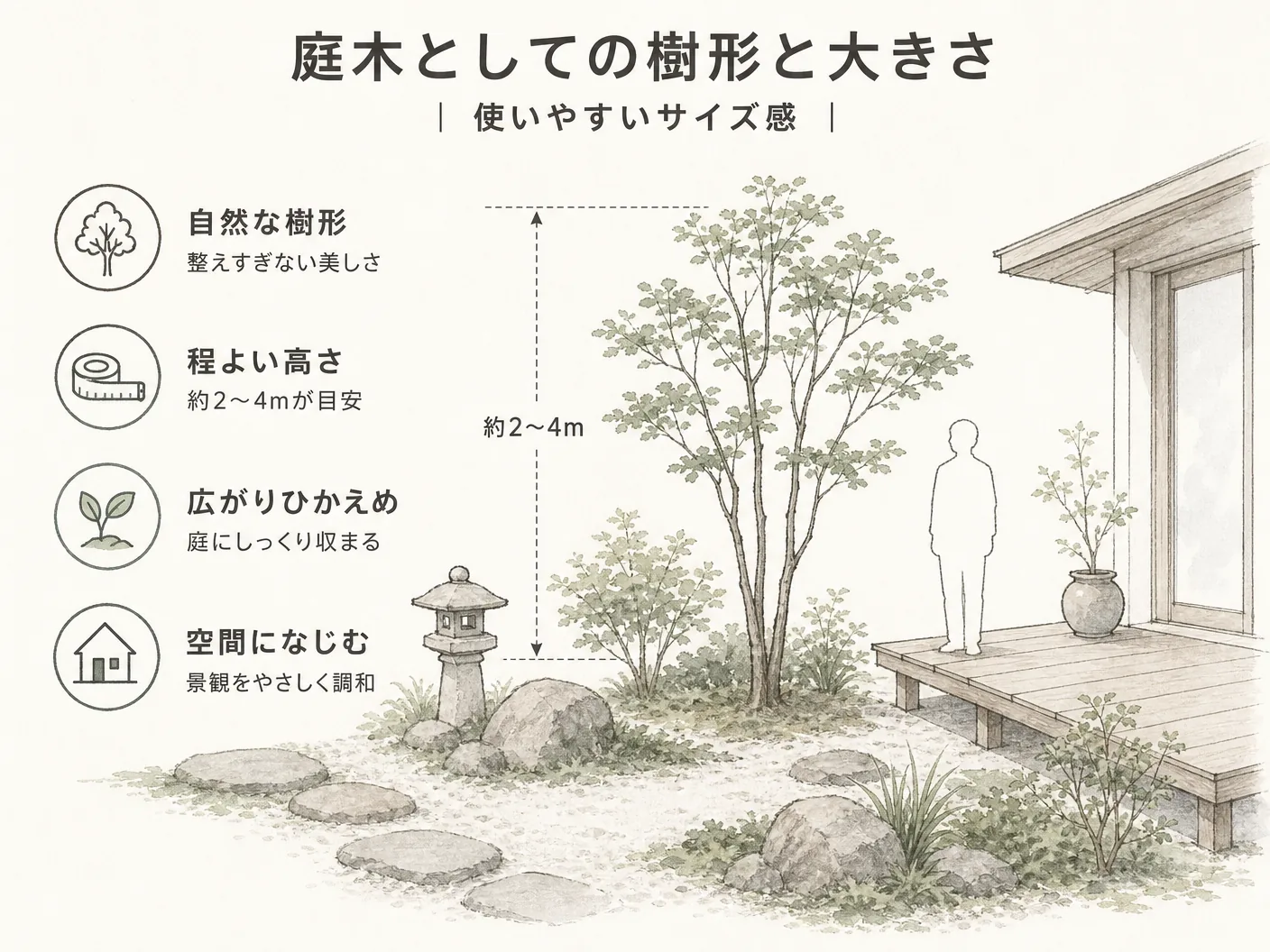 アズキナシの庭木としての樹形と大きさ|使いやすいサイズ感を表す図解イラスト