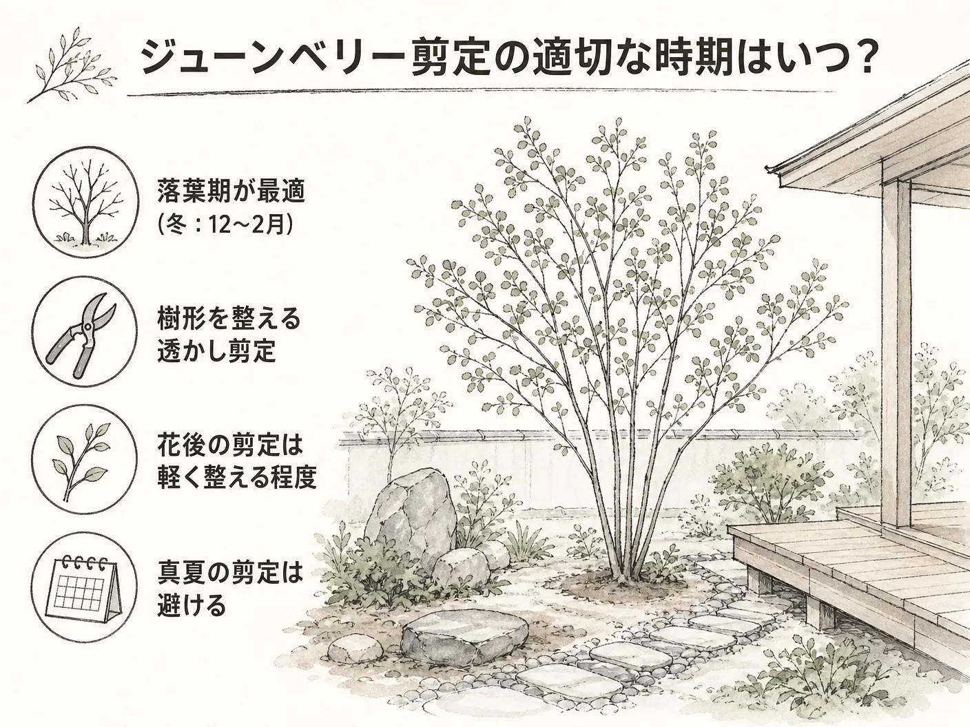 ジューンベリー剪定の適切な時期はいつ?を表す図解イラスト