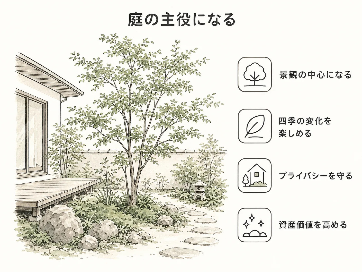 シマトネリコの庭木・シンボルツリーとしての活用例を表す図解イラスト