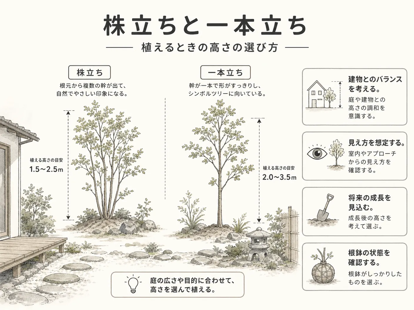 アオダモ 庭木 デメリットの株立ちと一本立ち・植えるときの高さの選び方を表す図解イラスト