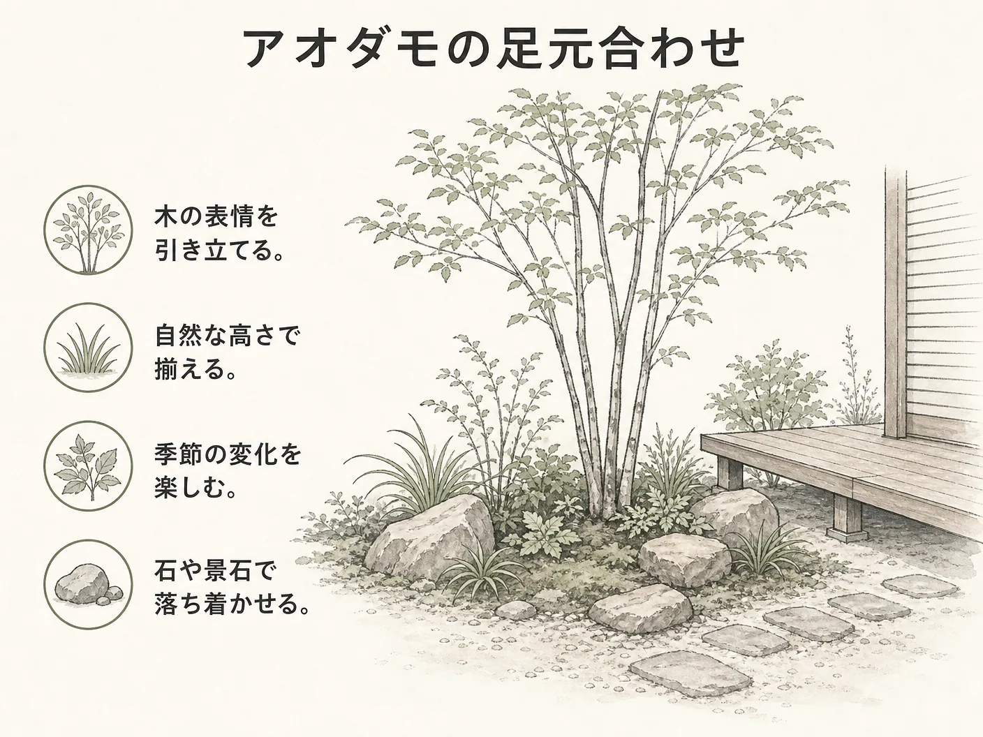 庭木 デメリットのアオダモの足元に合わせる木と下草を表す図解イラスト