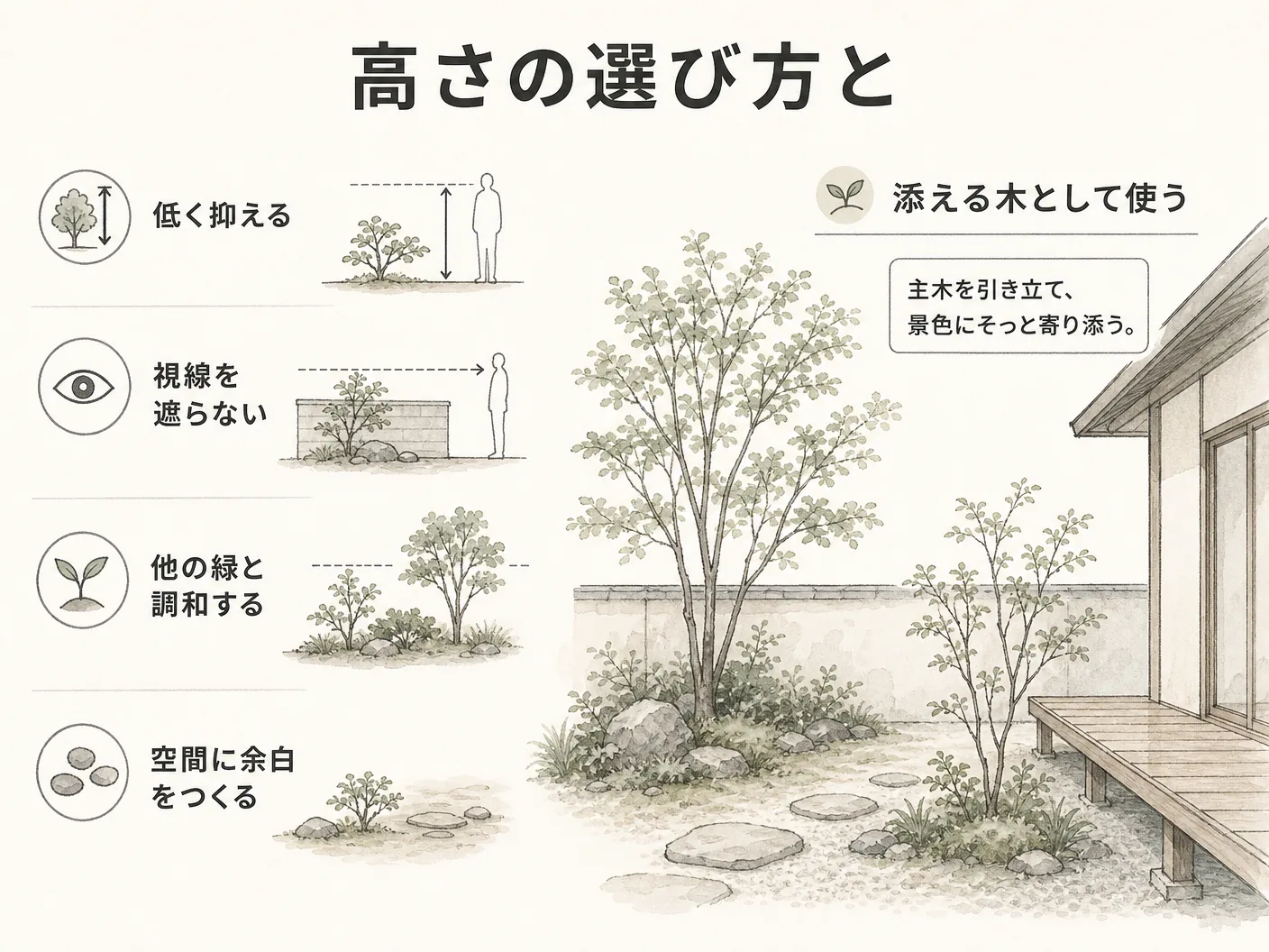 ハイノキ 庭木 デメリットの高さの選び方と、主木ではなく添える木としての使い方を表す図解イラスト