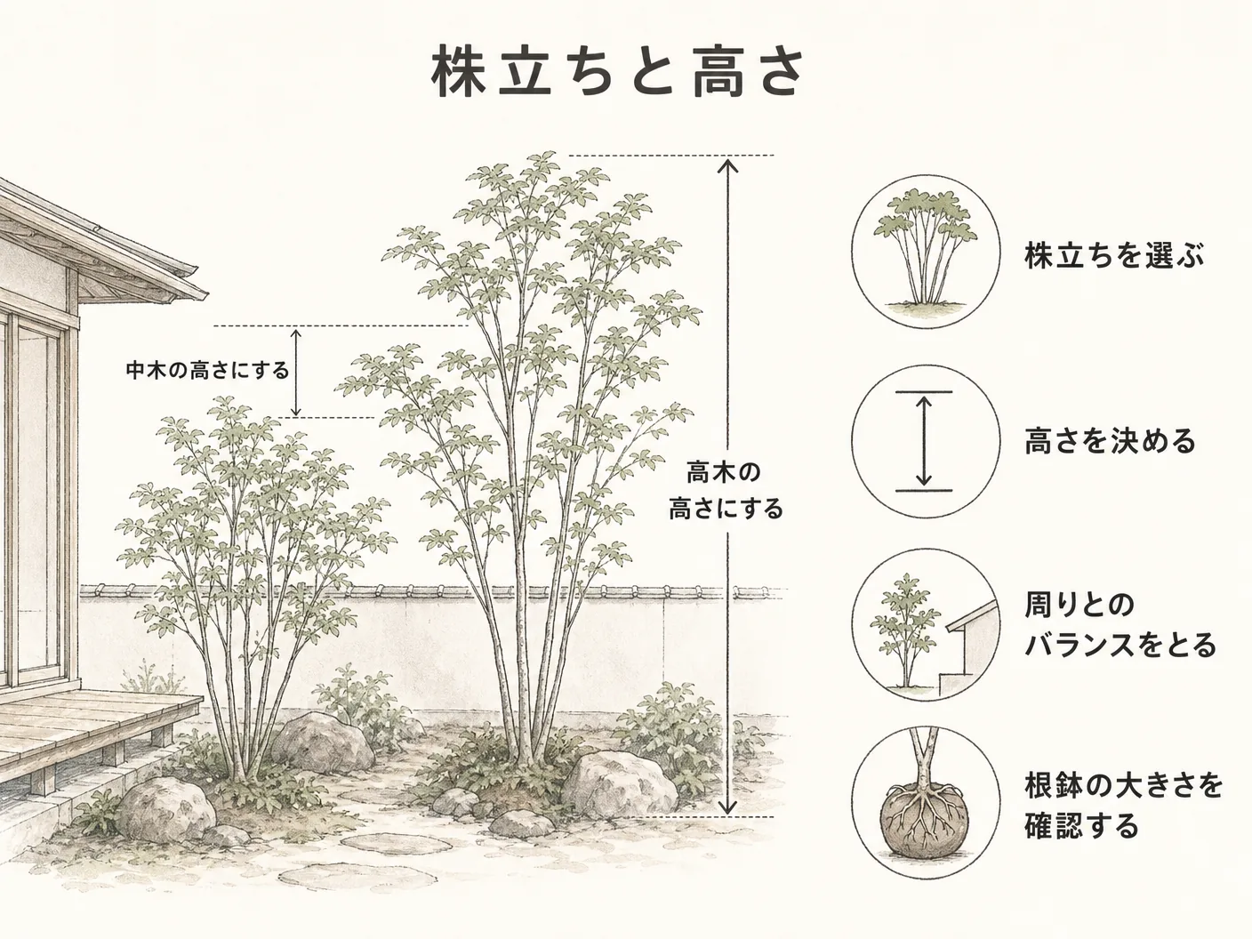 ソヨゴ 庭木 デメリットの株立ちと高さ・雄木と雌木の選び方を表す図解イラスト